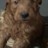 GOLDEN DOODLE puppies in NY