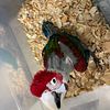 Greenwing Macaw Baby