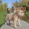 Rare Male Shar-Pei Puppy Available