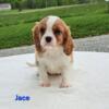 King Cavalier puppies for sale! Ohio