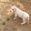 13 weeks UKC Dogo Argentino female pup