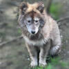 Male Wolfdogs located near Matlock Washington
