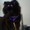 4 Month Old Female Pomeranian in need of loving home