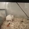 2 female rats for rehoming