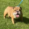 AKC Adult Male English Bulldog For Rehoming