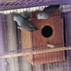 2 awesome pair for Sale need room for Other birds