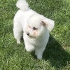 Beautiful Bichon for a great home