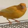 Red factor canary female