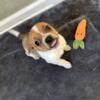 Cute as a button adorable mixed pup