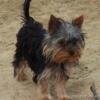 Teacup size Yorkshire Terrier female puppies