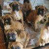 Gorgeous Fawn Boxer Pups