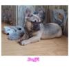 Sweet Frenchie "Buffi" is ready for Your Love
