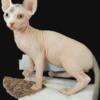 Sphynx kitty for sale