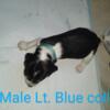 Handsome male beagle pup born 4/20/24 available 6/1/24 will be UTD on dewormer and first shot