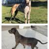 Proven breeding pair of Great Danes! AKC