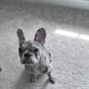 French Bulldog Puppy-6 months