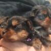 Adorable Teeny Tiny Yorkie puppies