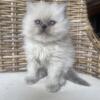CFA Registered Lilac Himalayan Kittens(male)
