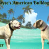 NKC American Bulldog pups