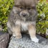 Pomeranian puppies looking for homes