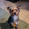 Yorkie looking for forever home