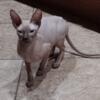 Peterbald available  in NY