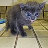 blue grey Kitten