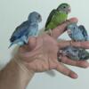 Baby pilots Green female split follow and marble. Blue male split follow and marble