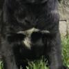 AKC Registered Cane Corso Puppy Male