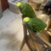 double yellow head amazon parrot