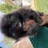 Female Pomeranian looking for a forever home
