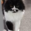 Handsome Black and White Persian Male 1.5 Yrs Old. A Real Stud