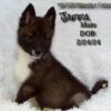Grand Champion sired OFA parents AKC Siberian Husky puppies