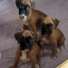 Beautiful boxer puppies! 2 girls left