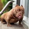American Bully - Pet Homes Wanted
