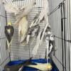 Adult cockatiels for sale