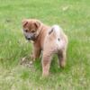Bradyn Shiba Inu puppy for sale
