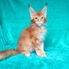 Two red Maine Coon (3.5 months) SF Valley