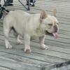 French Bulldog male for STUD services only