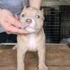 American Bully Puppy's Available