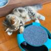 Gaxin Male Siberan Cat/ Kittens for sale