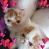 Kittens & adults cats for sale & rehoming