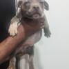American Pitbull Puppies Affordable Price