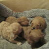 toy poodle puppies for sale
