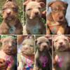Dont want to miss these Xl American Bully puppies