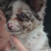 Long coated Lilac merle male with blue eyes ready now