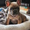 Male Frenchie puppies
