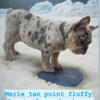 French Bulldog Merle tan point