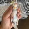 Crested Parakeet Available