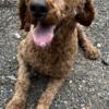 Adult red male standard poodle